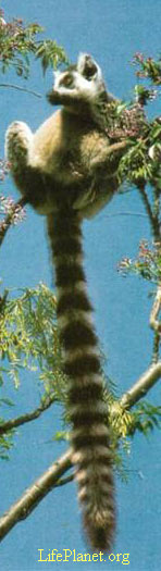 Кошачий лемур катта (Lemur catta) также активен в дневное время. Хотя лемур на снимке лакомится сиренью на ветках дерева, катта единственный из всех лемуров проводит большую часть времени на земле.