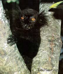 У самца чёрного лемура (Lemur macaco) огромные глаза, характерные для ночных животных. Во время дневной жары он укрывается среди ветвей.