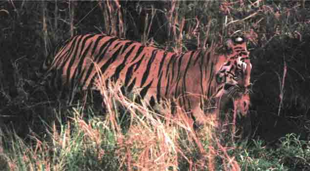 Бенгальский тигр со своей жертвой