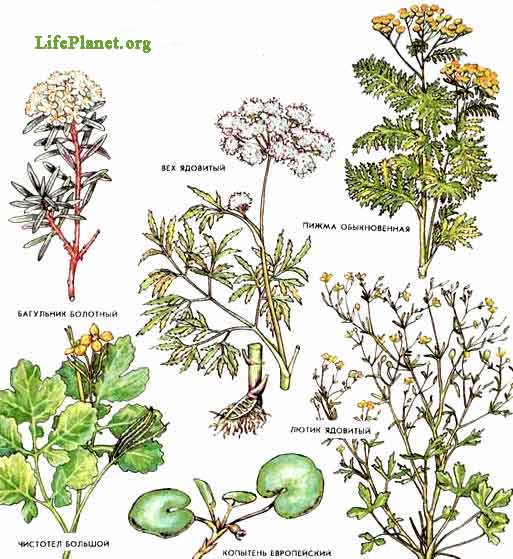 Ядовитые растения в природе