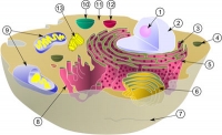 Типичная клетка-эукариот и её органеллы.