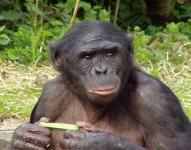 Карликовая шимпанзе (Pan paniscus). Photo credit: Max Planck Institut.