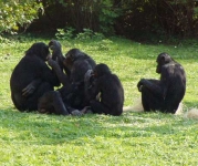 Карликовые шимпанзе (Pan paniscus). Photo credit: Max Planck Institut.